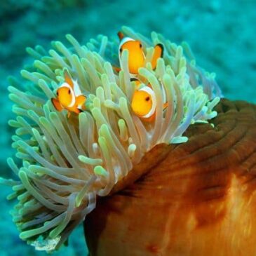 L’anemone di mare ha capito tutto, e tu?